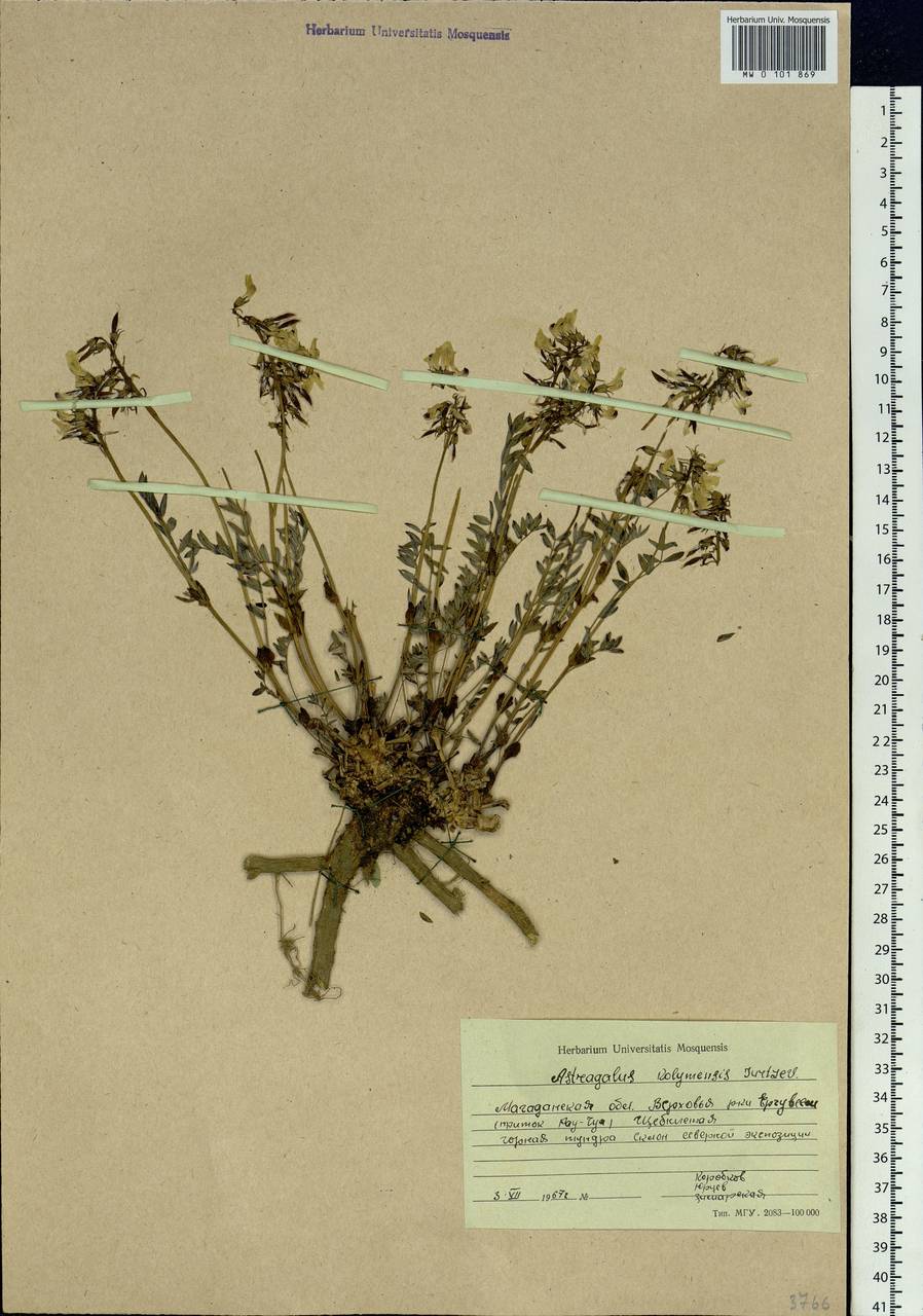 Astragalus kolymensis Jurtz., Siberia, Chukotka & Kamchatka (S7) (Russia)