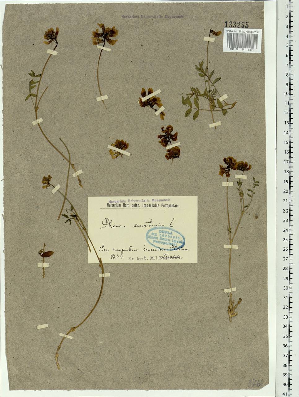 Astragalus australis (L.) Lam., Siberia, Baikal & Transbaikal region (S4) (Russia)