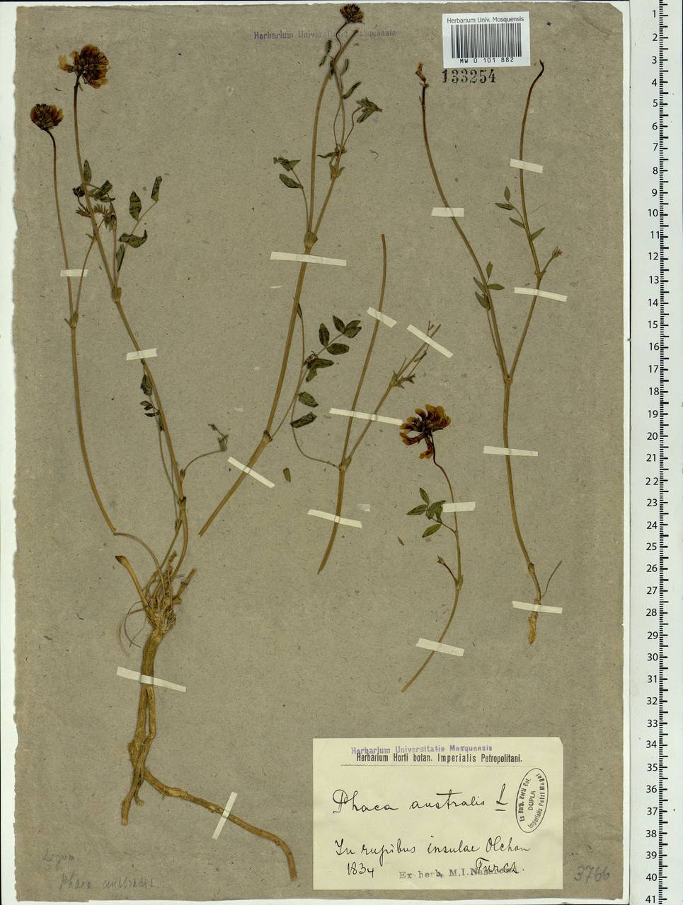 Astragalus australis (L.) Lam., Siberia, Baikal & Transbaikal region (S4) (Russia)