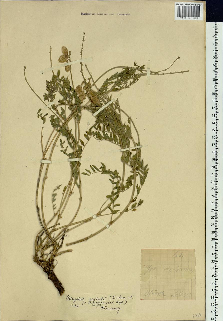 Astragalus kaufmannii Krylov, Siberia, Western (Kazakhstan) Altai Mountains (S2a) (Kazakhstan)