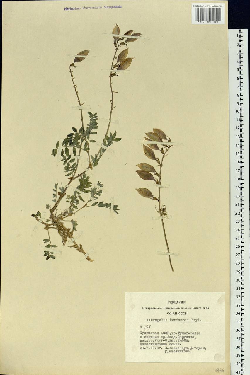 Astragalus kaufmannii Krylov, Siberia, Altai & Sayany Mountains (S2) (Russia)