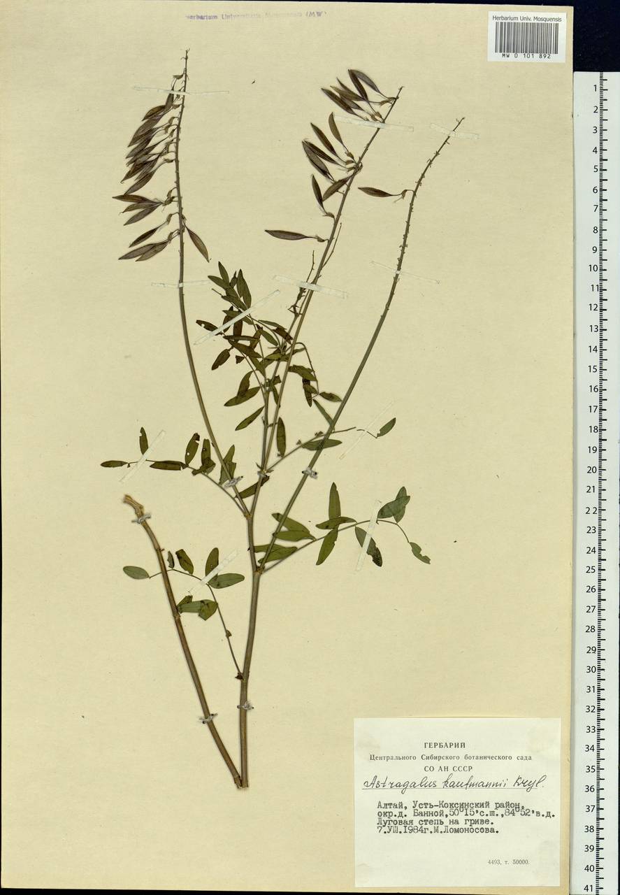 Astragalus kaufmannii Krylov, Siberia, Altai & Sayany Mountains (S2) (Russia)