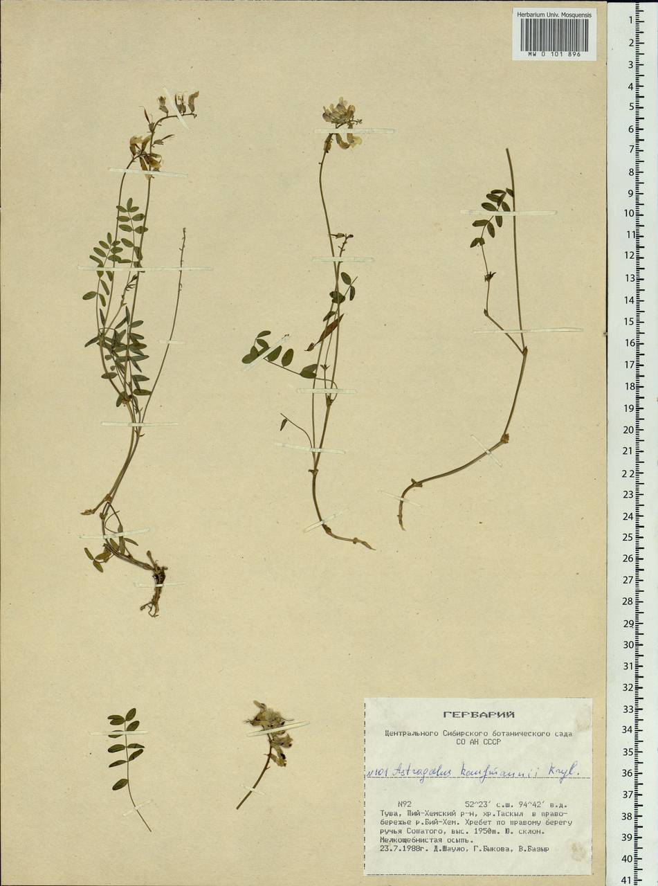 Astragalus kaufmannii Krylov, Siberia, Altai & Sayany Mountains (S2) (Russia)
