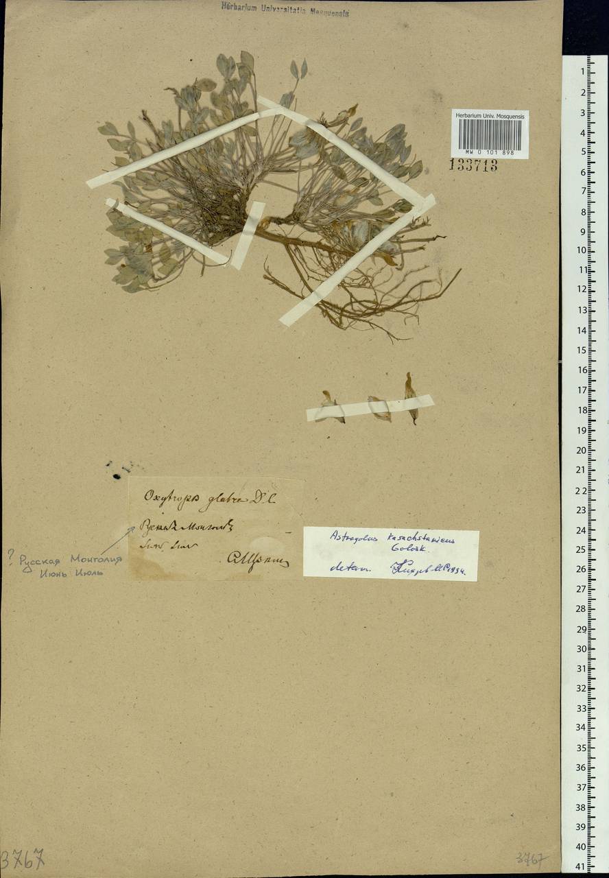 Astragalus kasachstanicus Golosk., Siberia, Baikal & Transbaikal region (S4) (Russia)