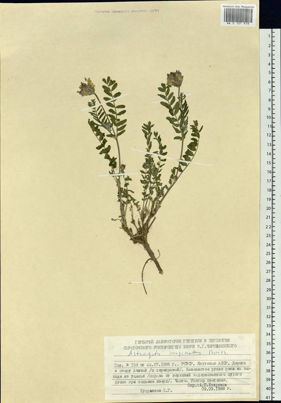 Astragalus laxmannii subsp. laxmannii, Siberia, Yakutia (S5) (Russia)