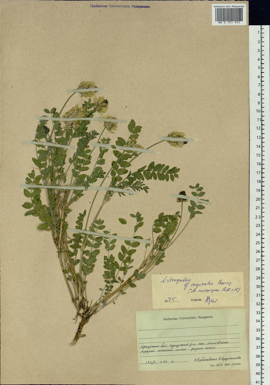 Astragalus laxmannii subsp. laxmannii, Siberia, Baikal & Transbaikal region (S4) (Russia)