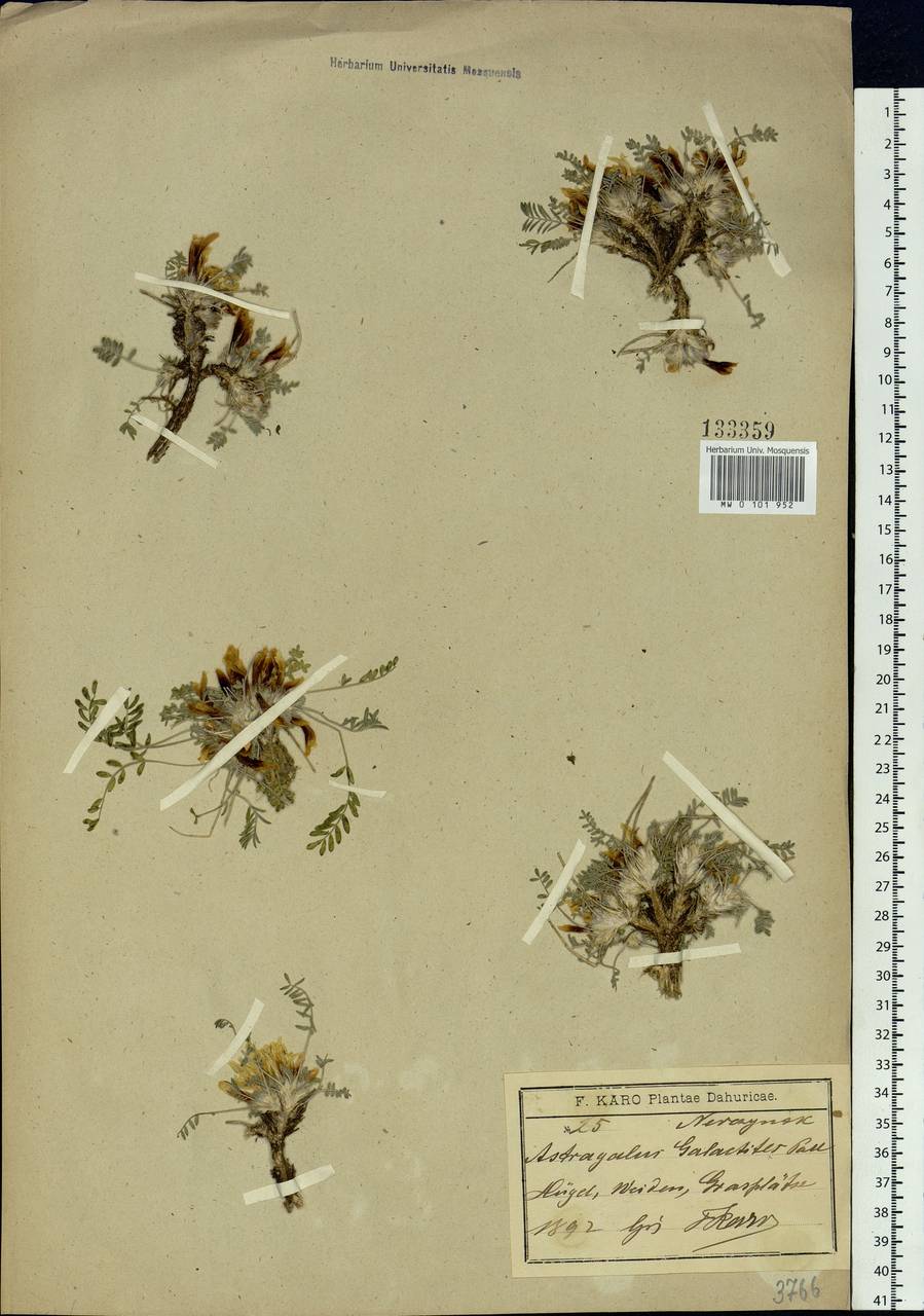 Astragalus galactites Pall., Siberia, Baikal & Transbaikal region (S4) (Russia)