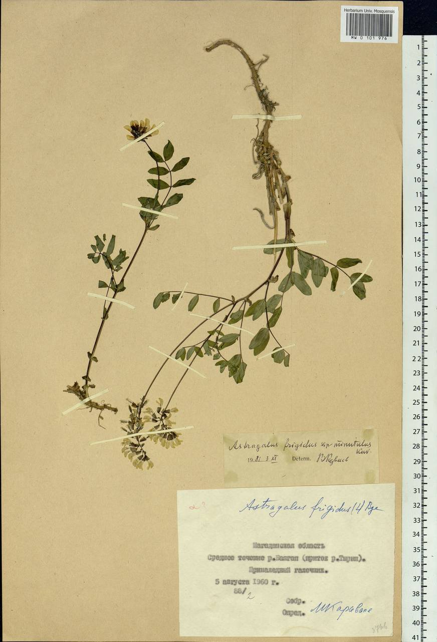 Astragalus frigidus (L.) A. Gray, Siberia, Chukotka & Kamchatka (S7) (Russia)