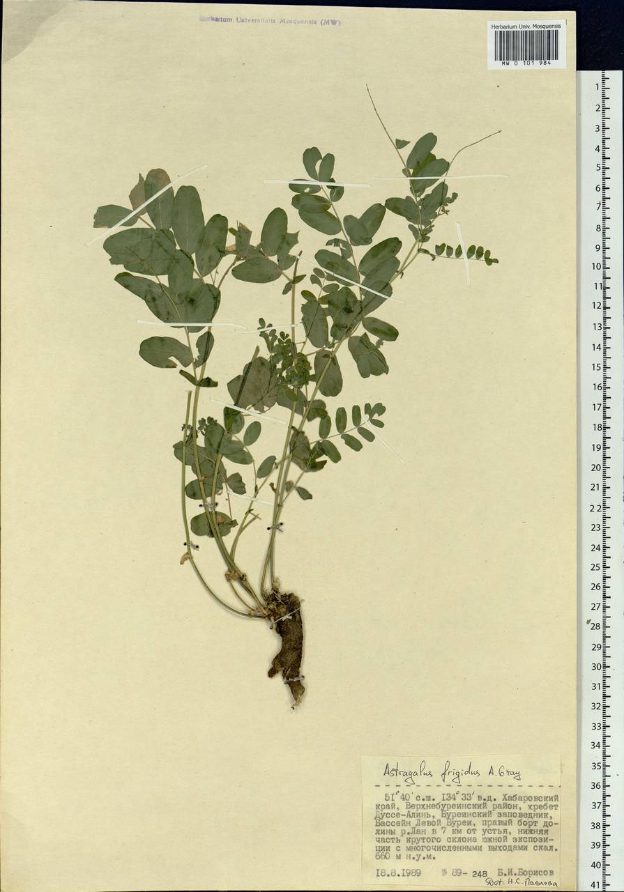 Astragalus frigidus (L.) A. Gray, Siberia, Russian Far East (S6) (Russia)