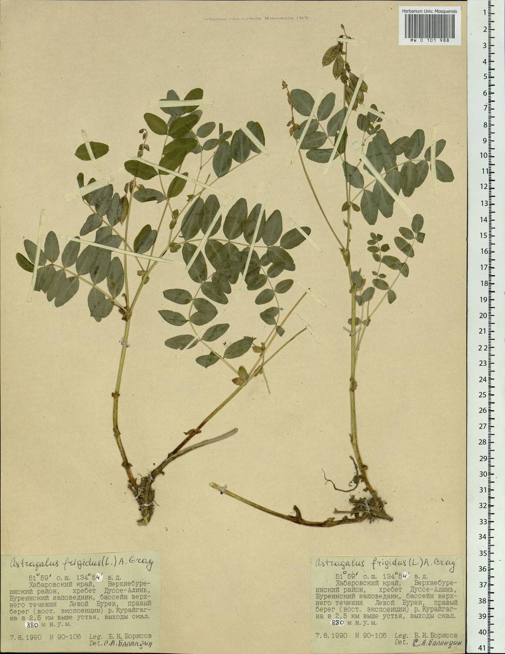 Astragalus frigidus (L.) A. Gray, Siberia, Russian Far East (S6) (Russia)