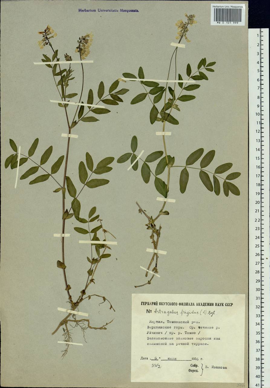 Astragalus frigidus (L.) A. Gray, Siberia, Yakutia (S5) (Russia)