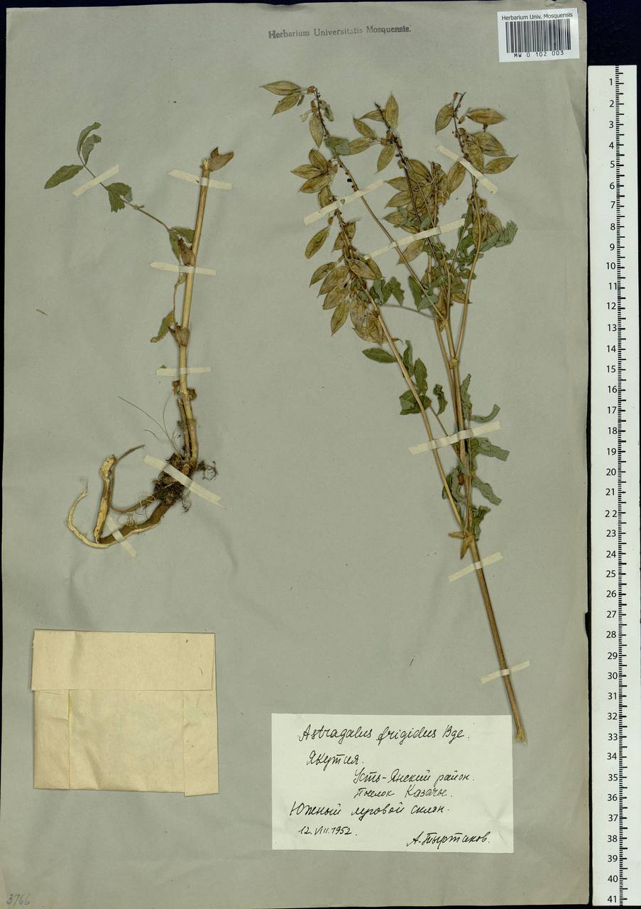 Astragalus frigidus (L.) A. Gray, Siberia, Yakutia (S5) (Russia)