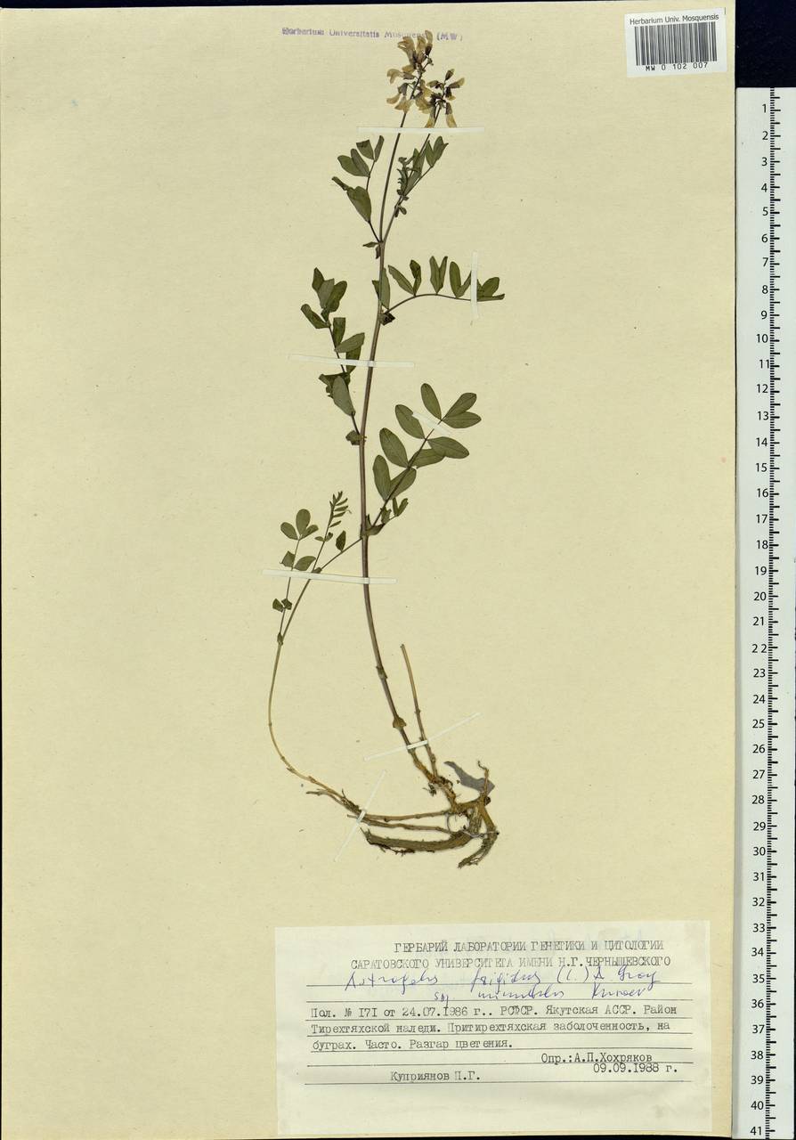 Astragalus frigidus (L.) A. Gray, Siberia, Yakutia (S5) (Russia)
