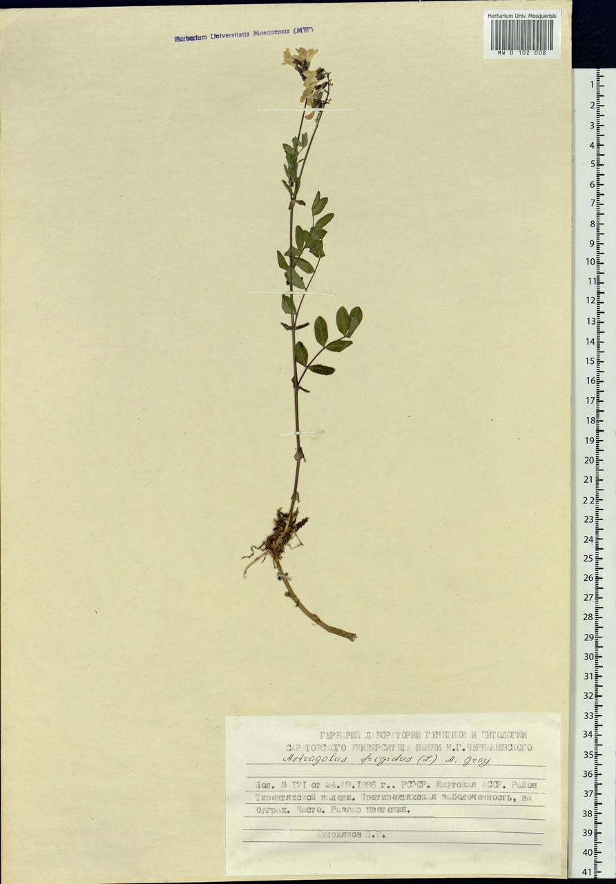 Astragalus frigidus (L.) A. Gray, Siberia, Yakutia (S5) (Russia)