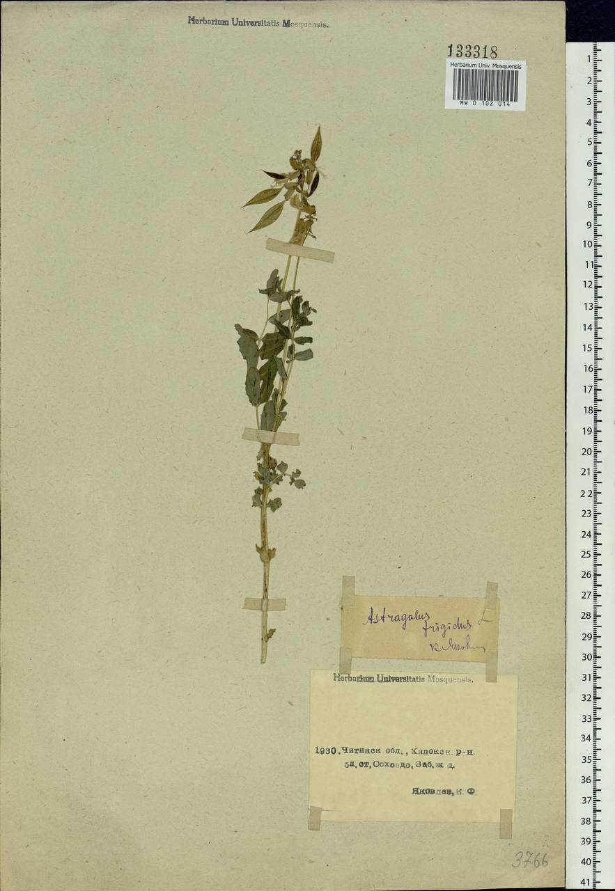 Astragalus frigidus (L.) A. Gray, Siberia, Baikal & Transbaikal region (S4) (Russia)