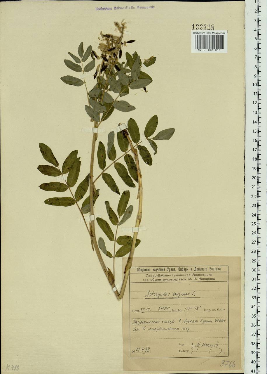 Astragalus frigidus (L.) A. Gray, Siberia, Baikal & Transbaikal region (S4) (Russia)