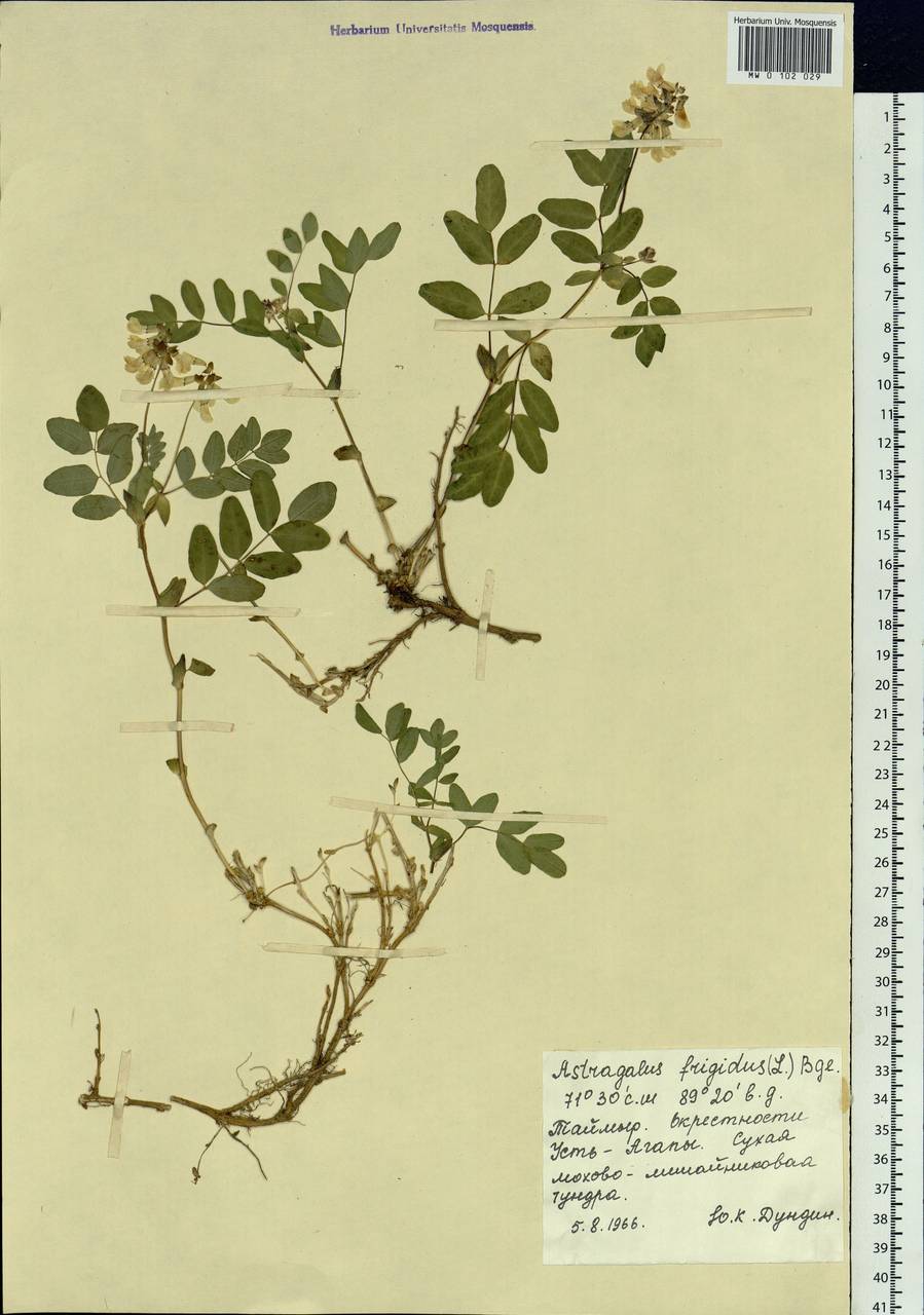 Astragalus frigidus (L.) A. Gray, Siberia, Central Siberia (S3) (Russia)