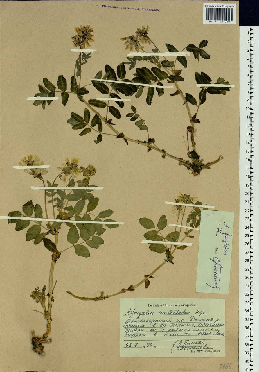 Astragalus frigidus (L.) A. Gray, Siberia, Central Siberia (S3) (Russia)