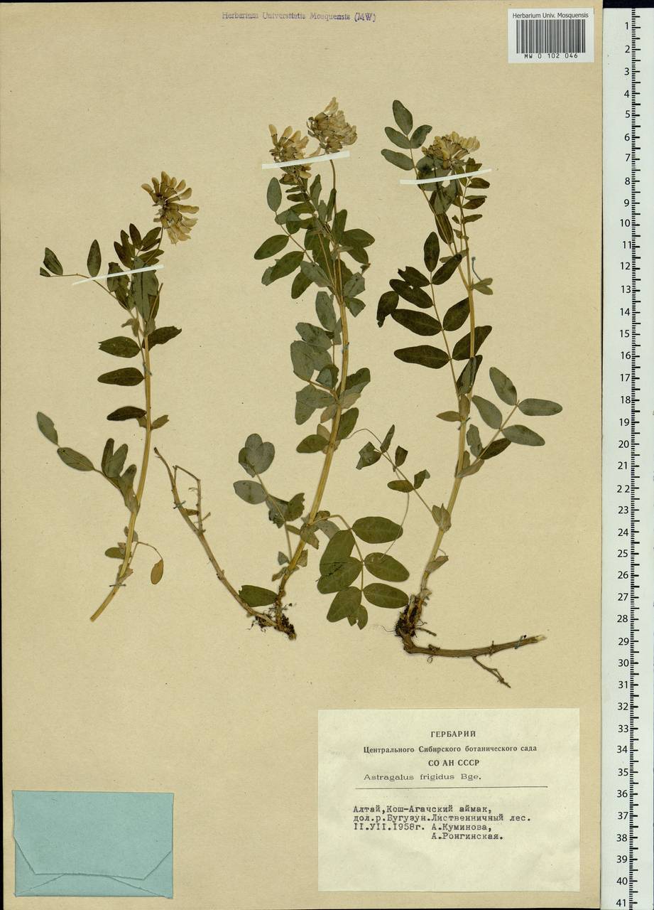 Astragalus frigidus (L.) A.Gray, Siberia, Altai & Sayany Mountains (S2) (Russia)