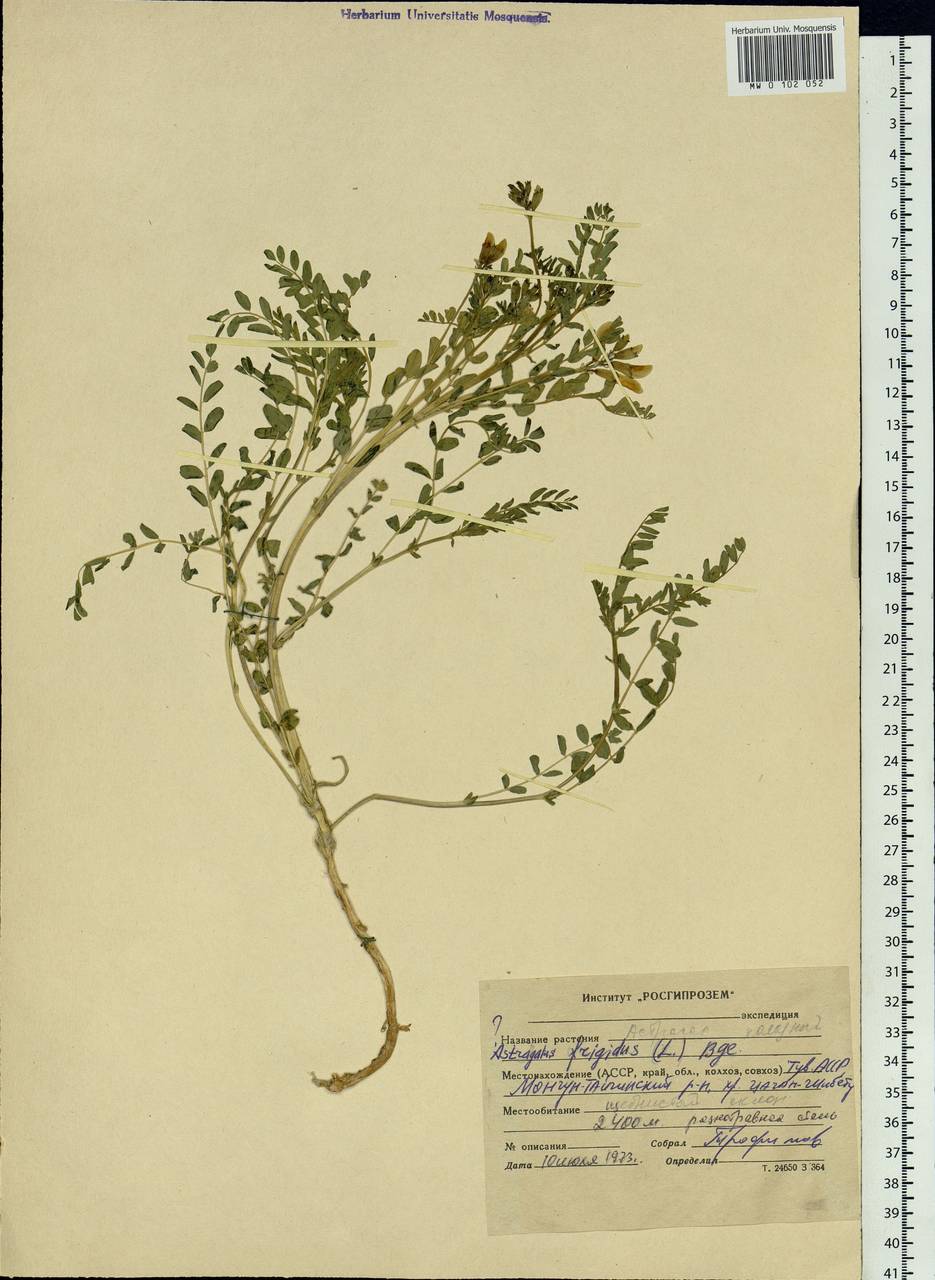 Astragalus frigidus (L.) A.Gray, Siberia, Altai & Sayany Mountains (S2) (Russia)