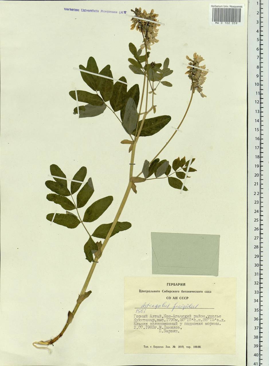 Astragalus frigidus (L.) A. Gray, Siberia, Altai & Sayany Mountains (S2) (Russia)