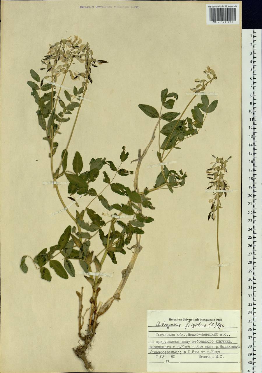 Astragalus frigidus (L.) A. Gray, Siberia, Western Siberia (S1) (Russia)