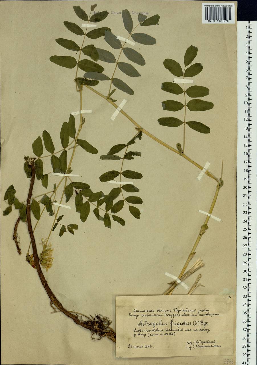 Astragalus frigidus (L.) A.Gray, Siberia, Western Siberia (S1) (Russia)