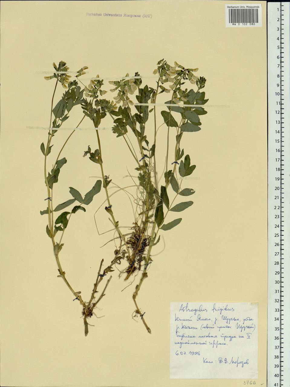Astragalus frigidus (L.) A. Gray, Siberia, Western Siberia (S1) (Russia)