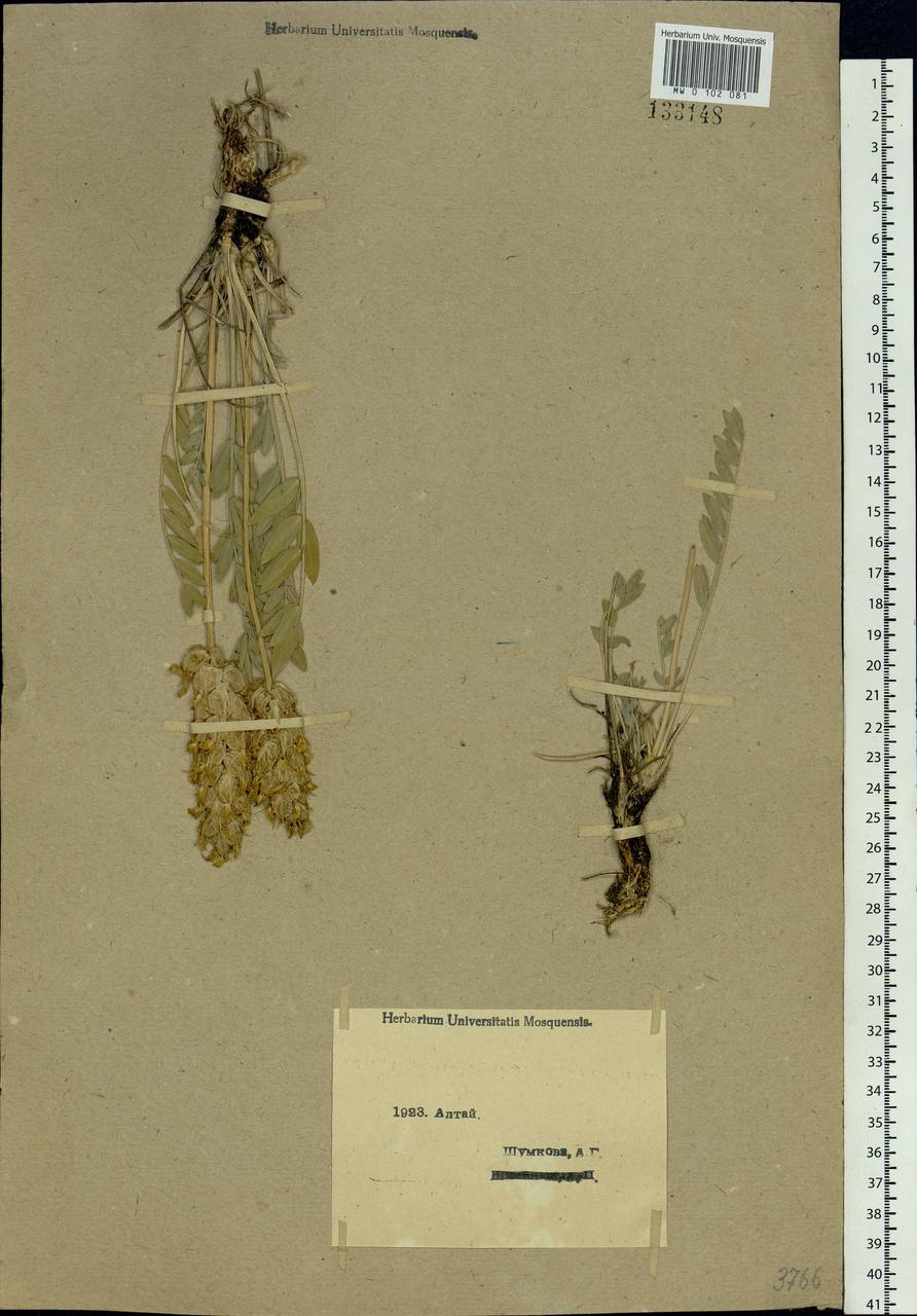 Astragalus follicularis Pall., Siberia, Western (Kazakhstan) Altai Mountains (S2a) (Kazakhstan)