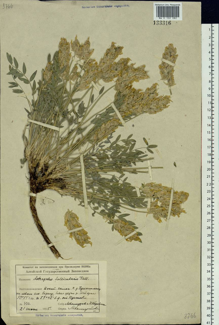 Astragalus follicularis Pall., Siberia, Altai & Sayany Mountains (S2) (Russia)