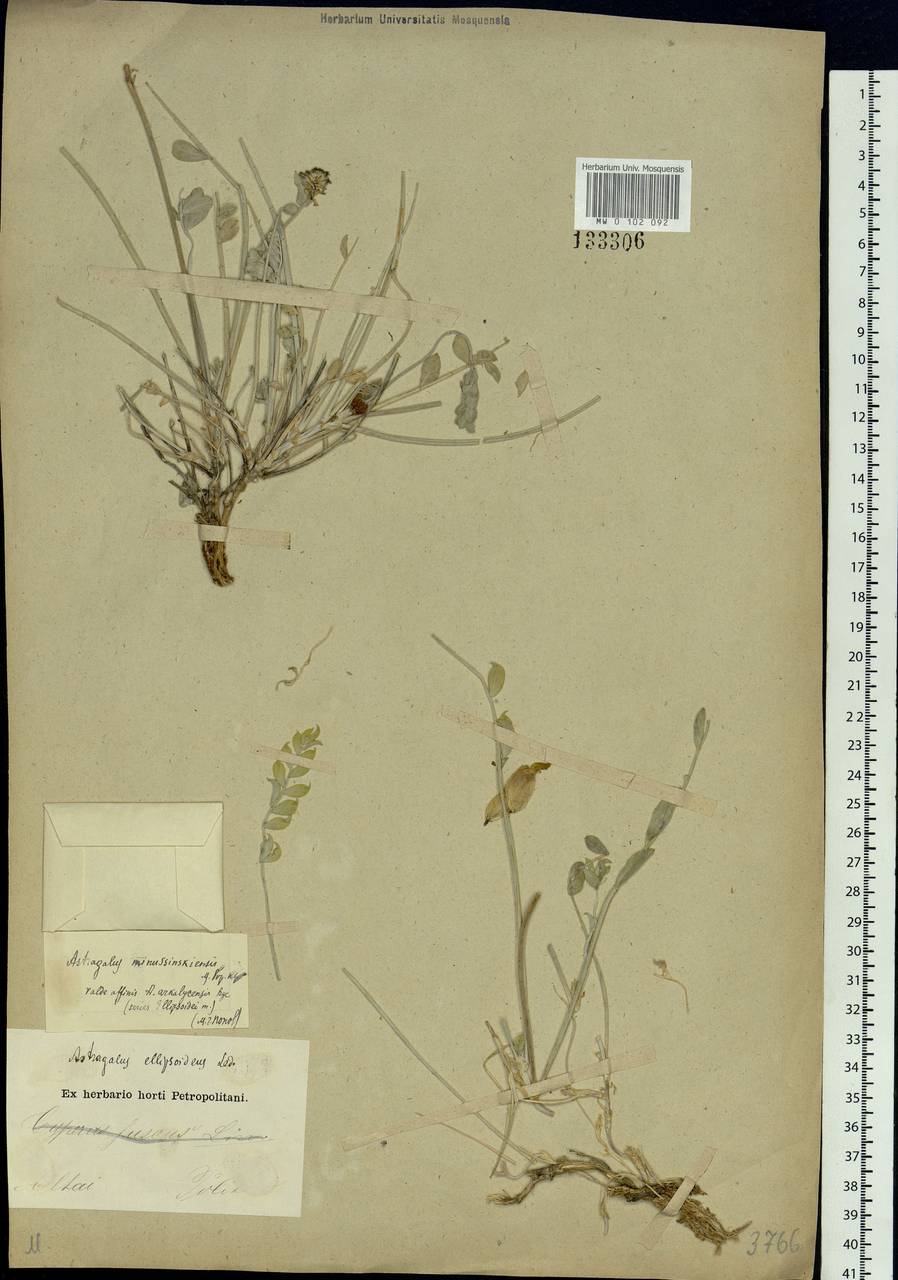 Astragalus ellipsoideus Ledeb., Siberia, Altai & Sayany Mountains (S2) (Russia)
