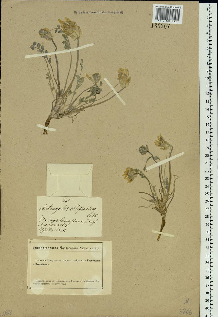 Astragalus ellipsoideus Ledeb., Siberia, Altai & Sayany Mountains (S2) (Russia)