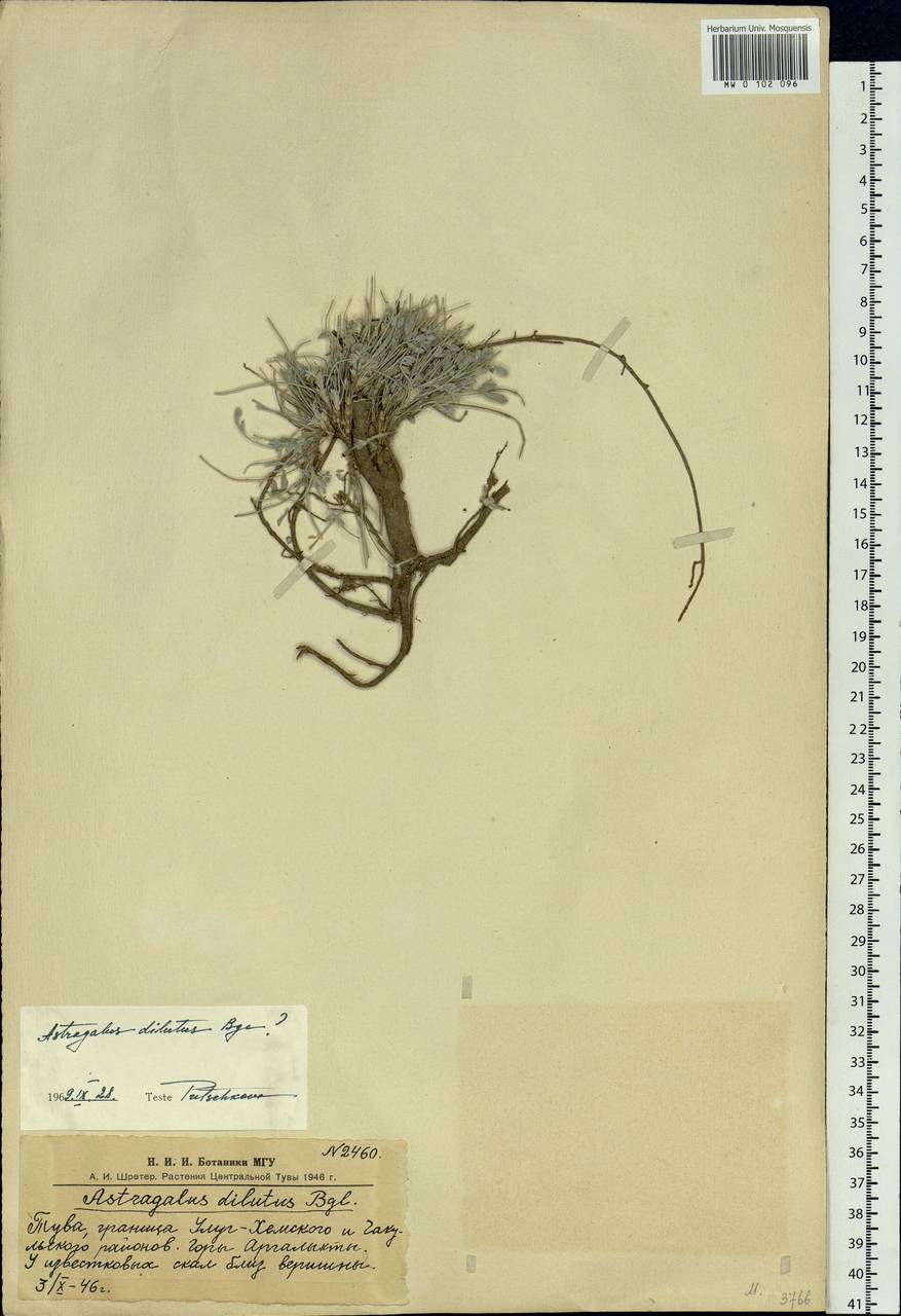 Astragalus dilutus Bunge, Siberia, Altai & Sayany Mountains (S2) (Russia)