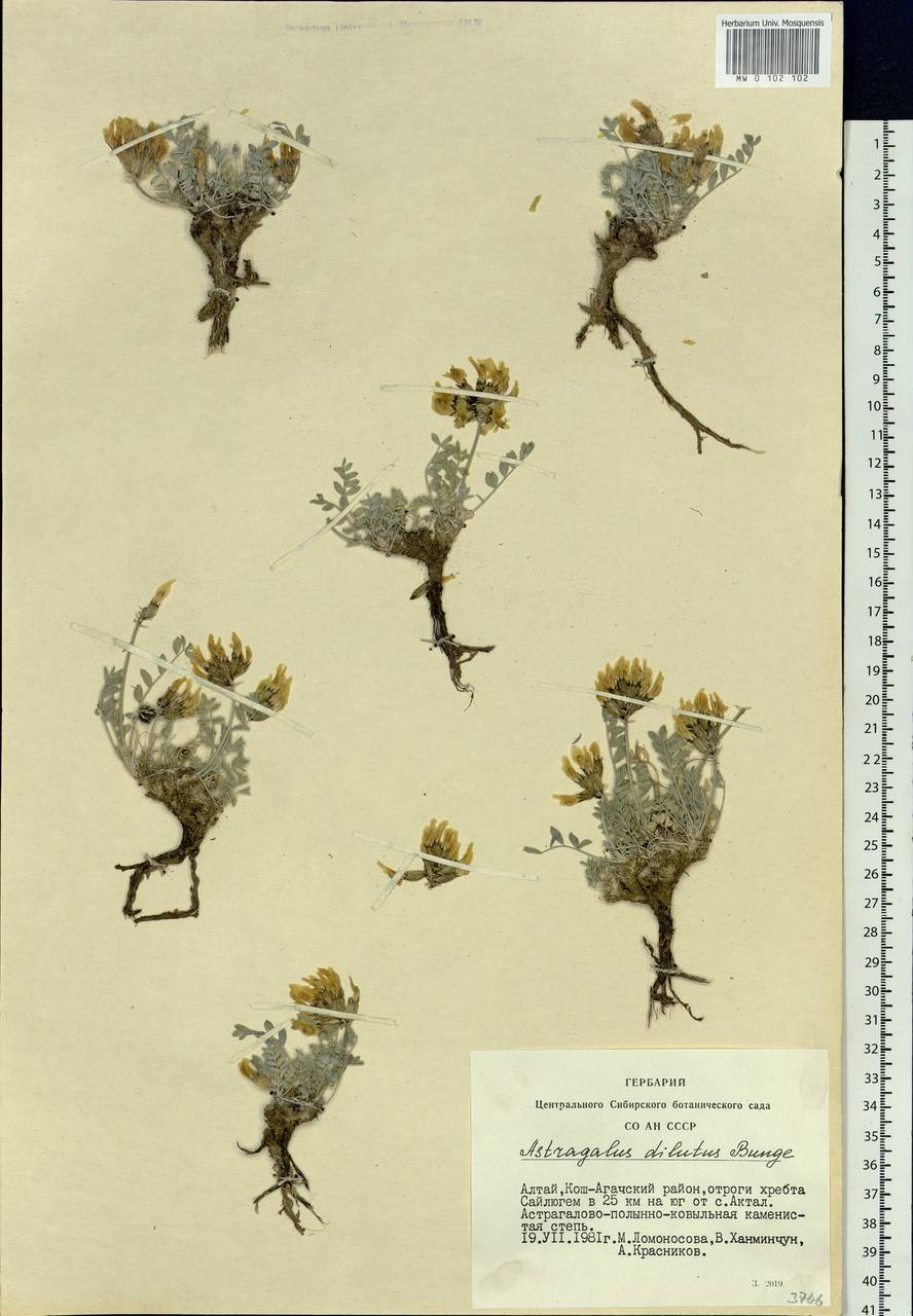 Astragalus dilutus Bunge, Siberia, Altai & Sayany Mountains (S2) (Russia)