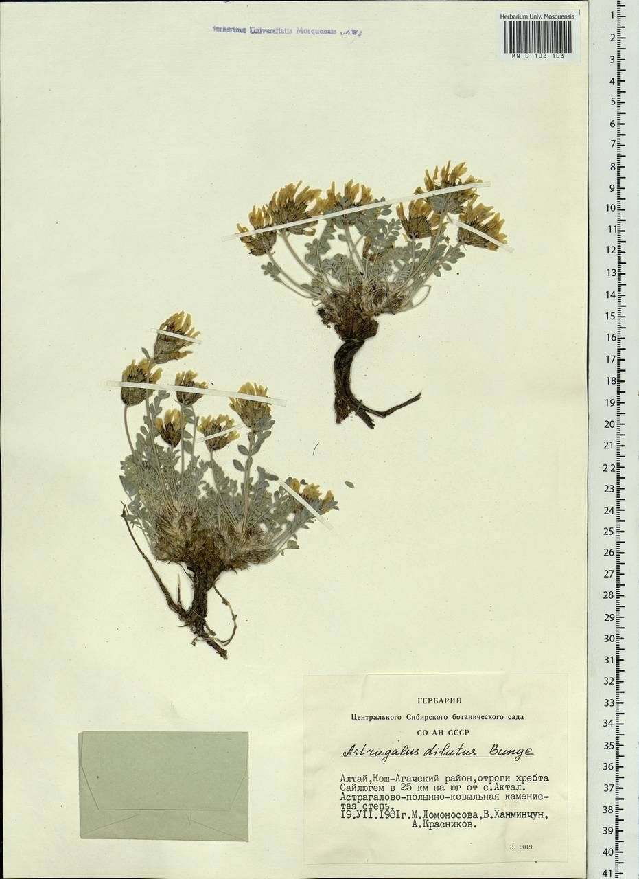 Astragalus dilutus Bunge, Siberia, Altai & Sayany Mountains (S2) (Russia)