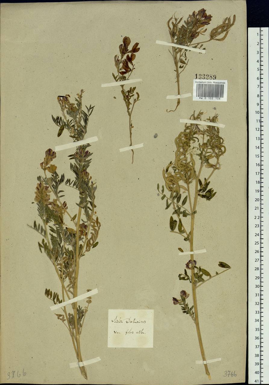 Astragalus davuricus (Pall.) DC., Siberia, Baikal & Transbaikal region (S4) (Russia)