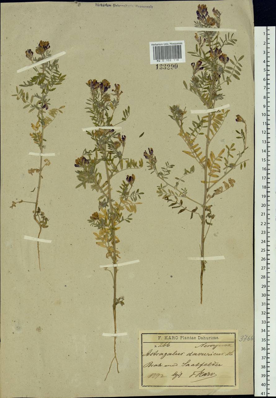 Astragalus davuricus (Pall.) DC., Siberia, Baikal & Transbaikal region (S4) (Russia)