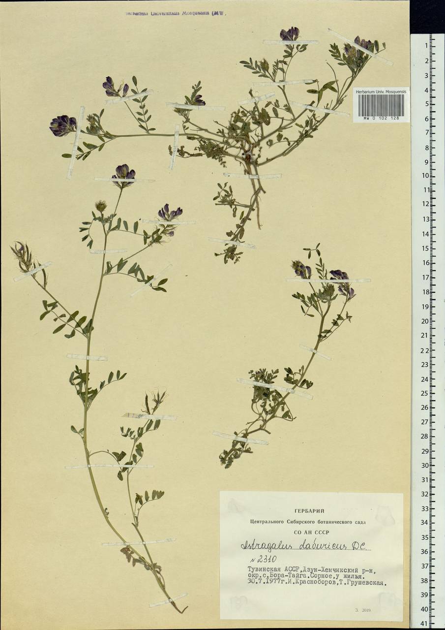 Astragalus davuricus (Pall.) DC., Siberia, Altai & Sayany Mountains (S2) (Russia)