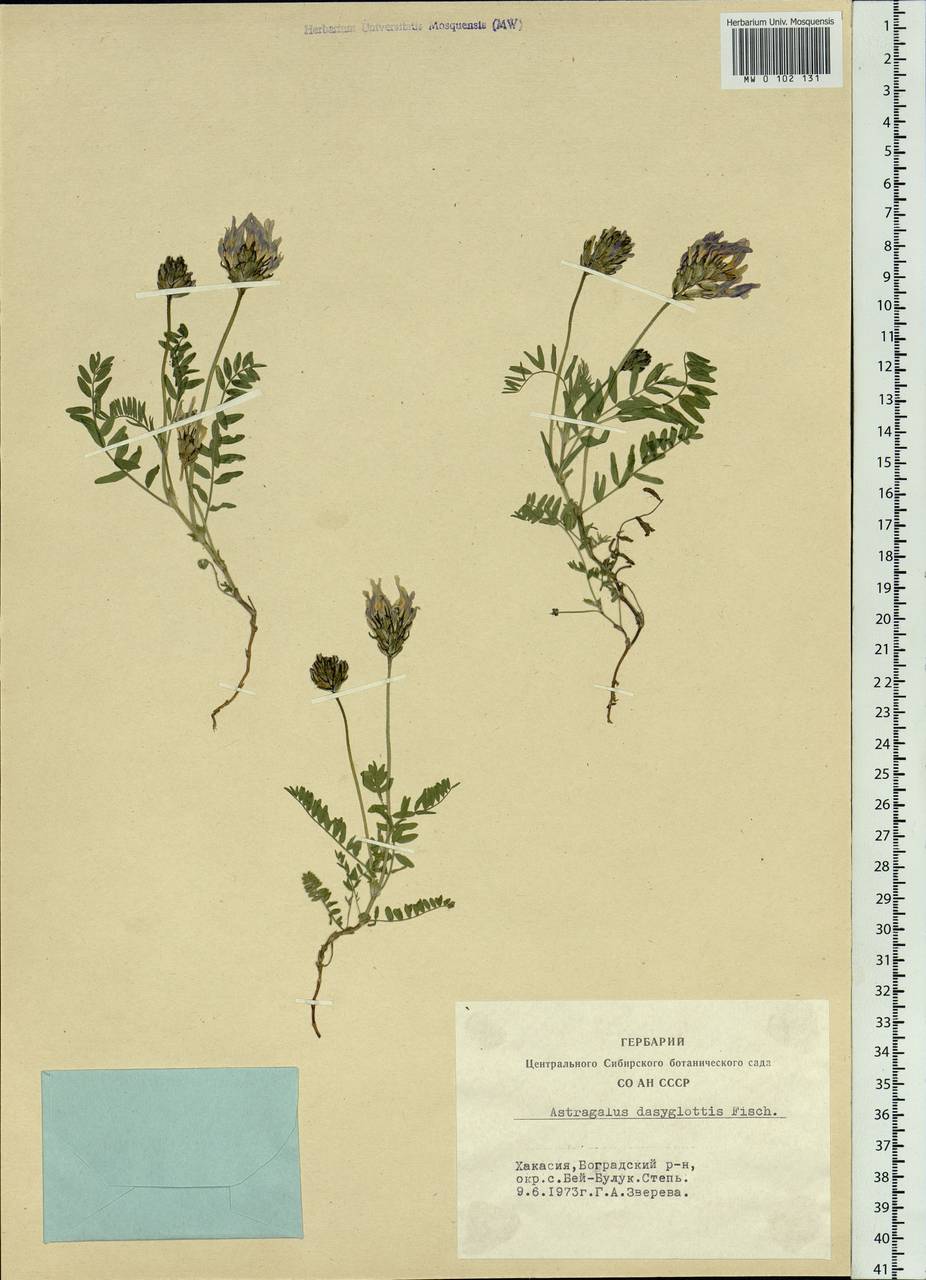 Astragalus agrestis Douglas ex G.Don, Siberia, Altai & Sayany Mountains (S2) (Russia)