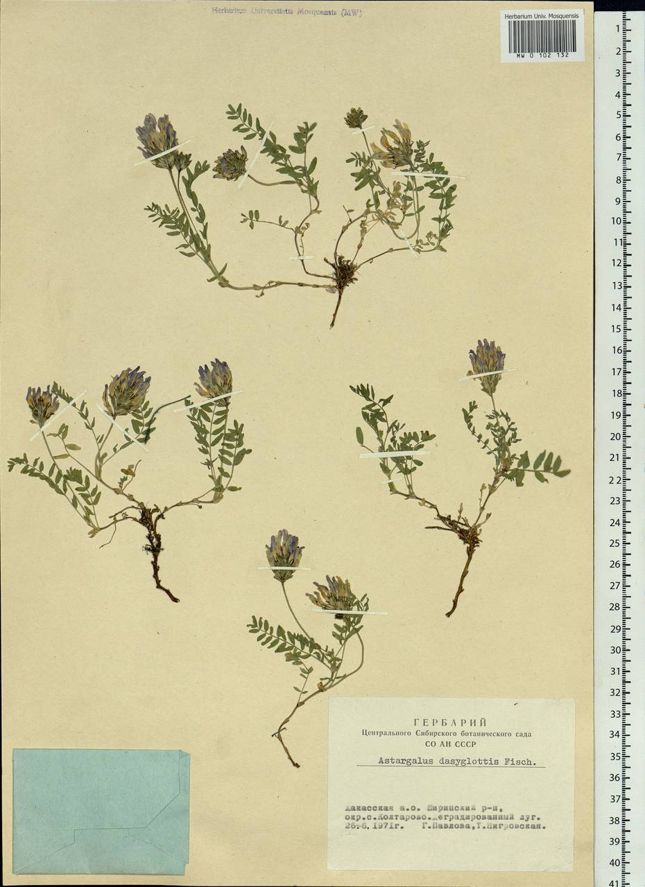 Astragalus agrestis Douglas ex Hook., Siberia, Altai & Sayany Mountains (S2) (Russia)