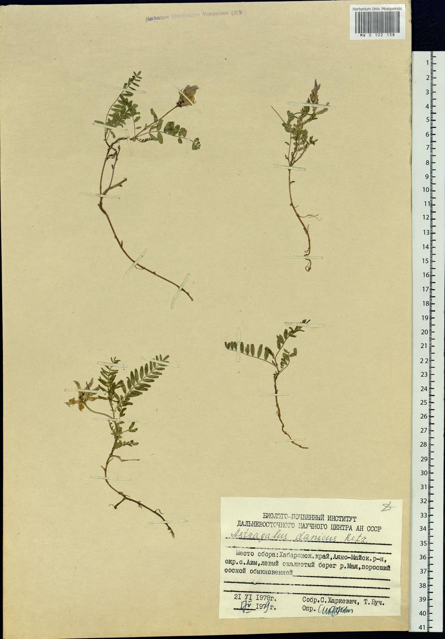 Astragalus danicus Retz., Siberia, Russian Far East (S6) (Russia)
