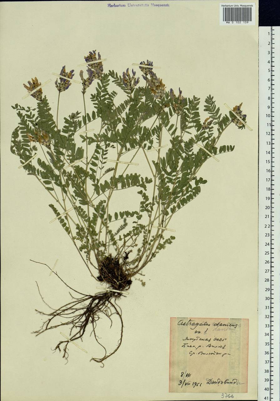 Astragalus danicus Retz., Siberia, Yakutia (S5) (Russia)