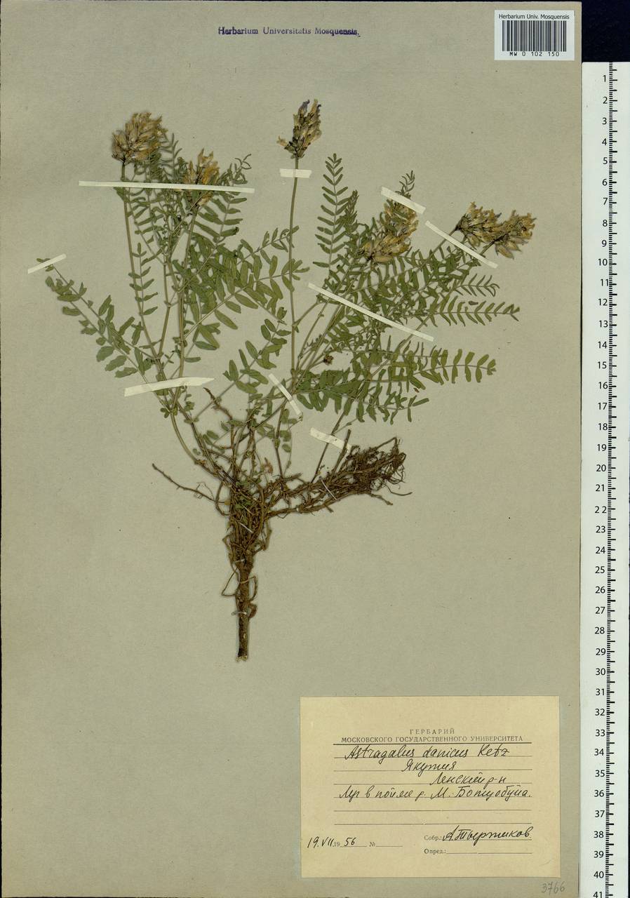 Astragalus danicus Retz., Siberia, Yakutia (S5) (Russia)