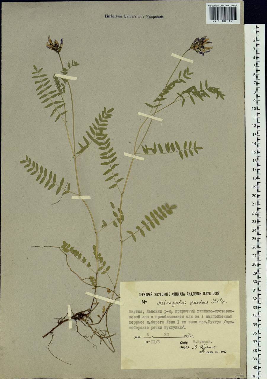 Astragalus danicus Retz., Siberia, Yakutia (S5) (Russia)