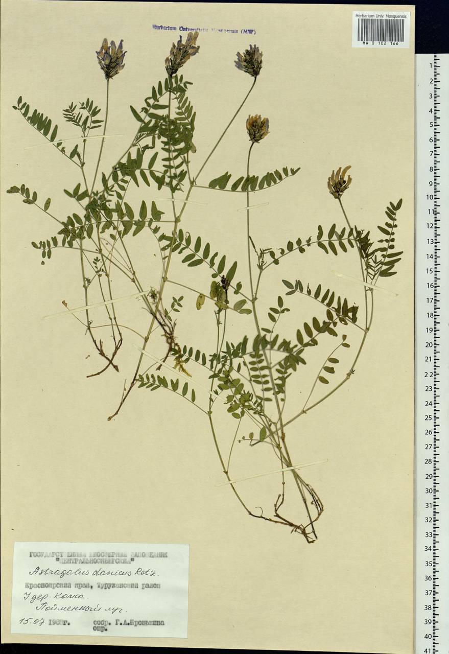 Astragalus danicus Retz., Siberia, Central Siberia (S3) (Russia)