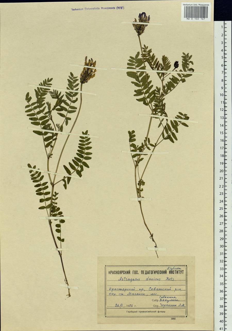 Astragalus danicus Retz., Siberia, Central Siberia (S3) (Russia)