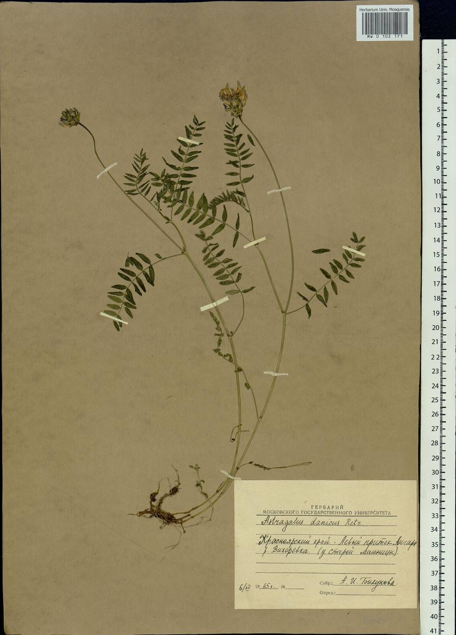 Astragalus danicus Retz., Siberia, Baikal & Transbaikal region (S4) (Russia)