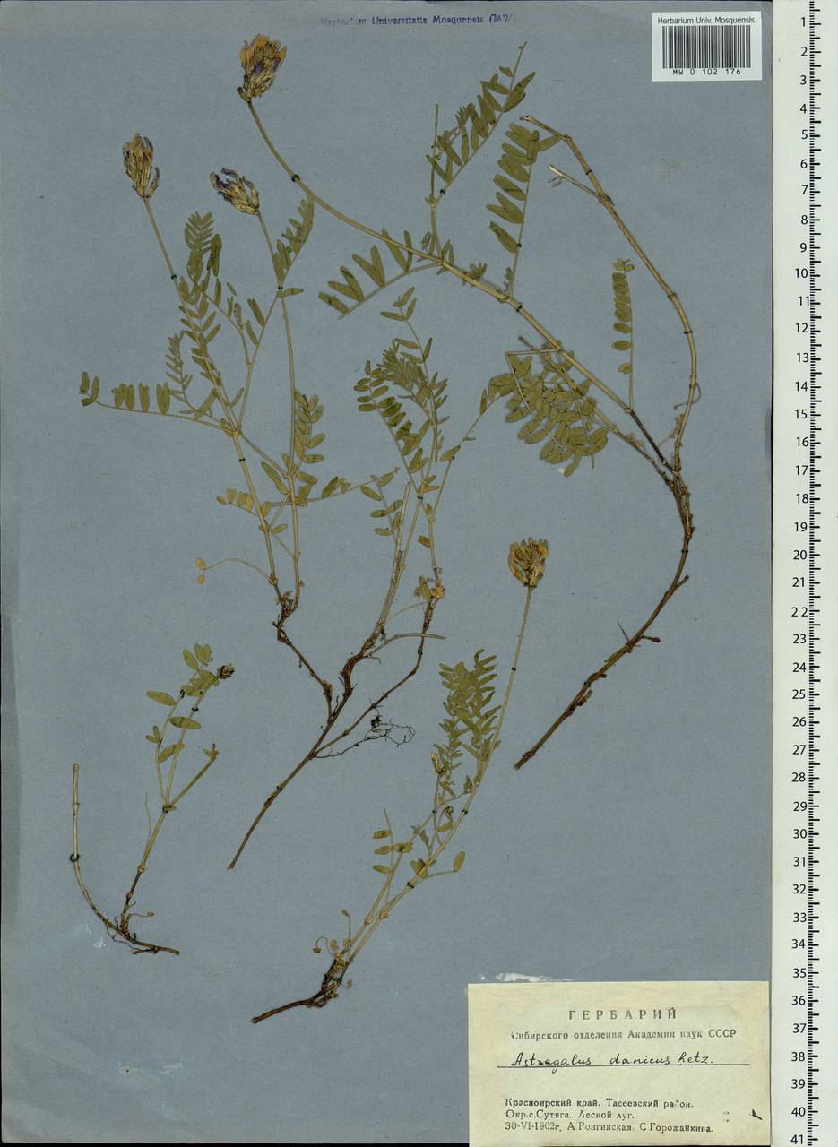 Astragalus danicus Retz., Siberia, Central Siberia (S3) (Russia)