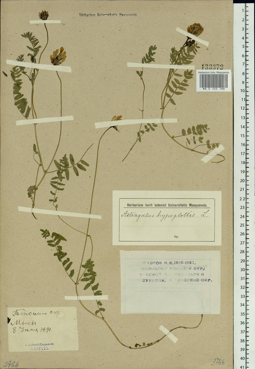 Astragalus danicus Retz., Siberia, Altai & Sayany Mountains (S2) (Russia)
