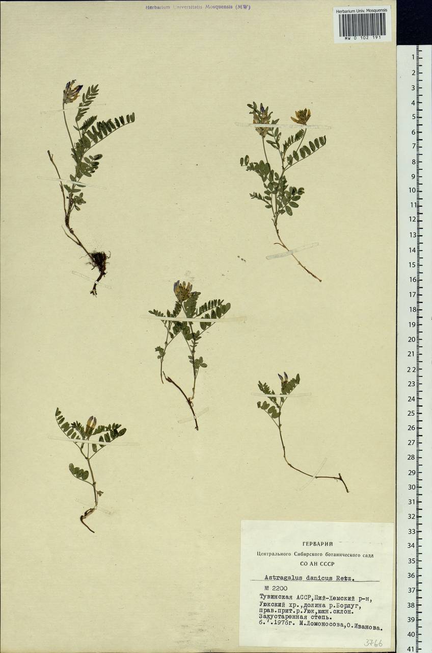 Astragalus danicus Retz., Siberia, Altai & Sayany Mountains (S2) (Russia)